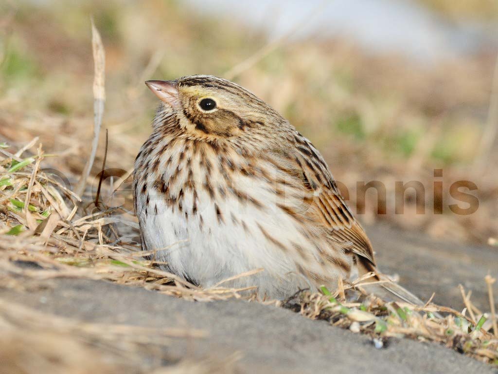 SASP-AH_Savannah-Sparrow