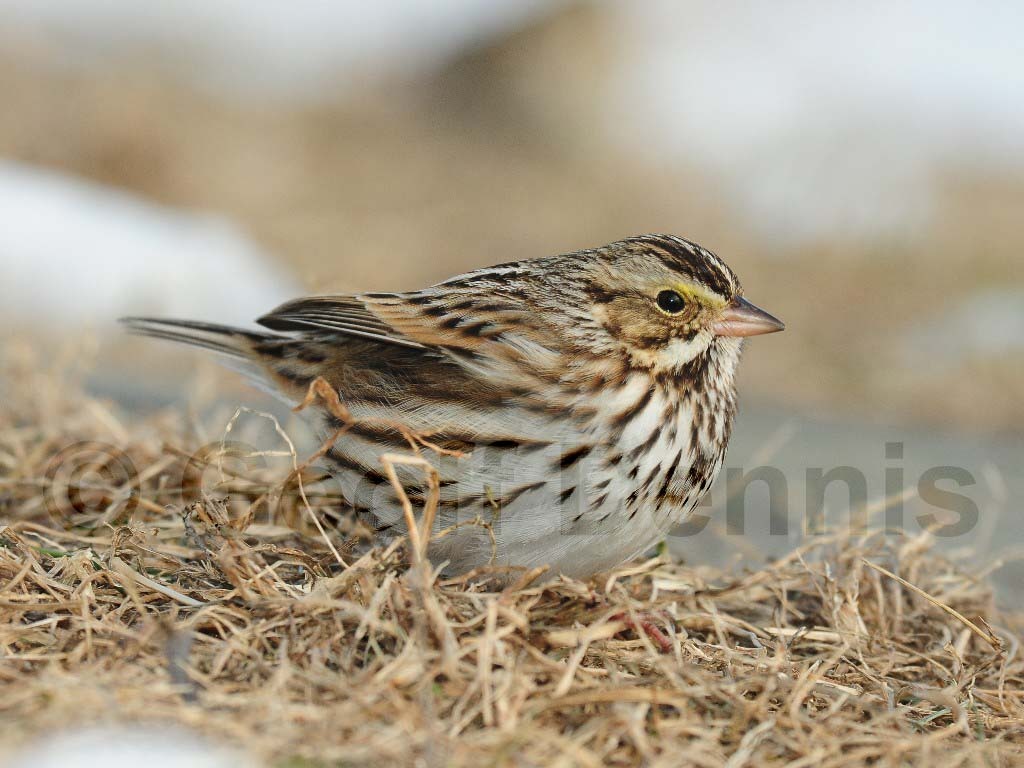SASP-AI_Savannah-Sparrow