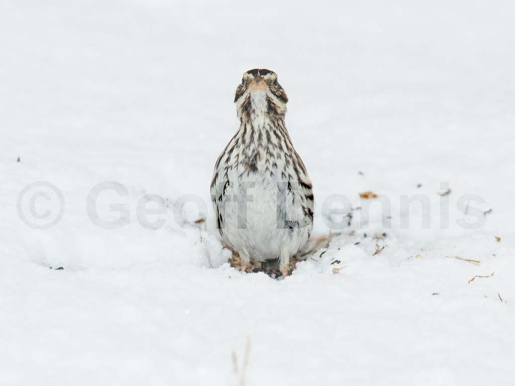SASP-AJ_Savannah-Sparrow