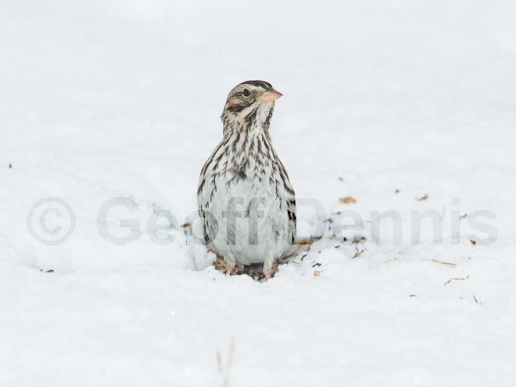 SASP-AK_Savannah-Sparrow
