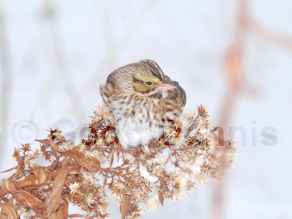SASP-AL_Savannah-Sparrow