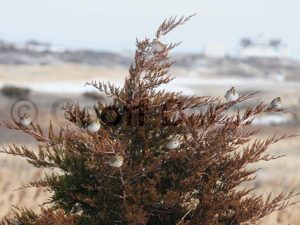 SASP-AM_Savannah-Sparrow