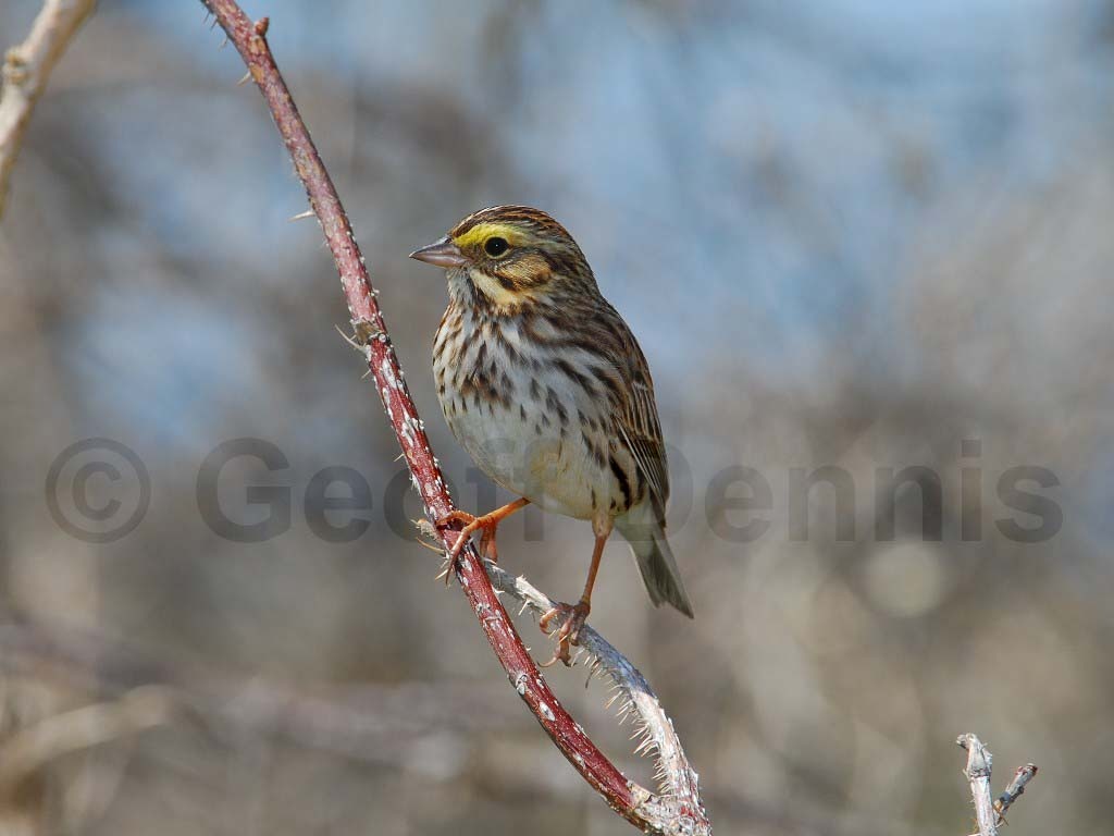 SASP-AN_Savannah-Sparrow