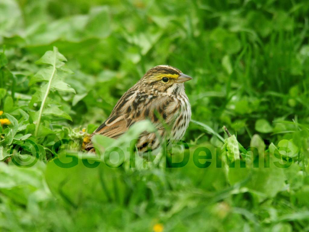 SASP-AO_Savannah-Sparrow