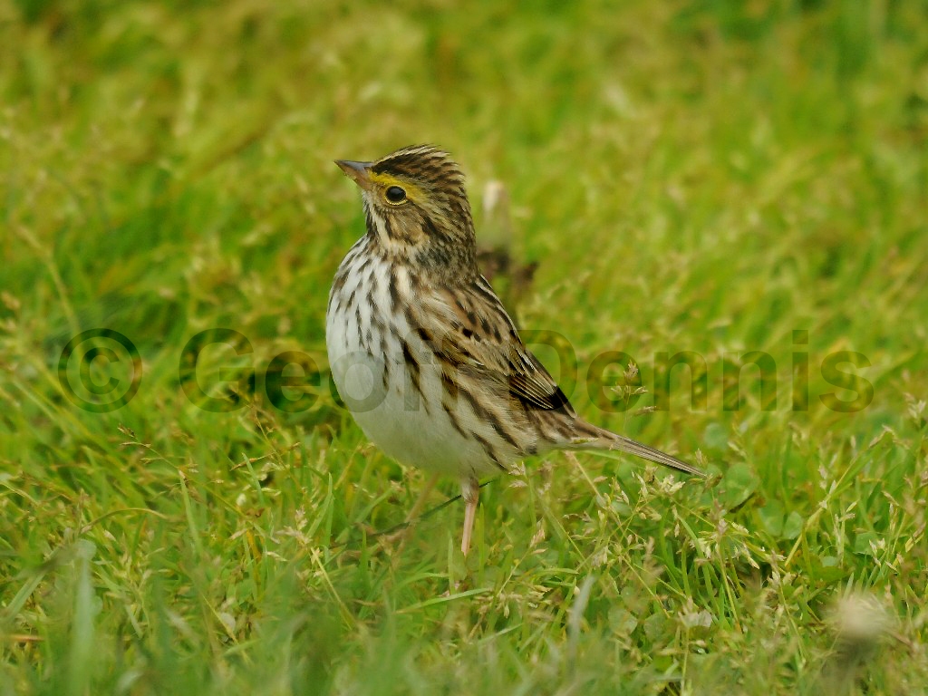 SASP-AP_Savannah-Sparrow