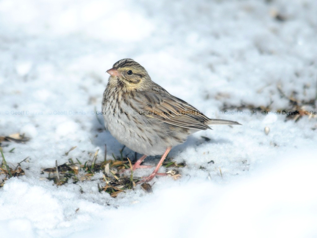 SASP-AQ_Savannah-Sparrow