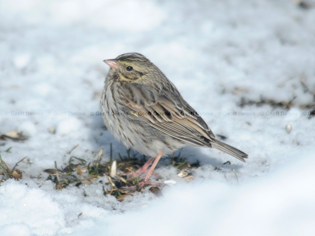 SASP-AR_Savannah-Sparrow
