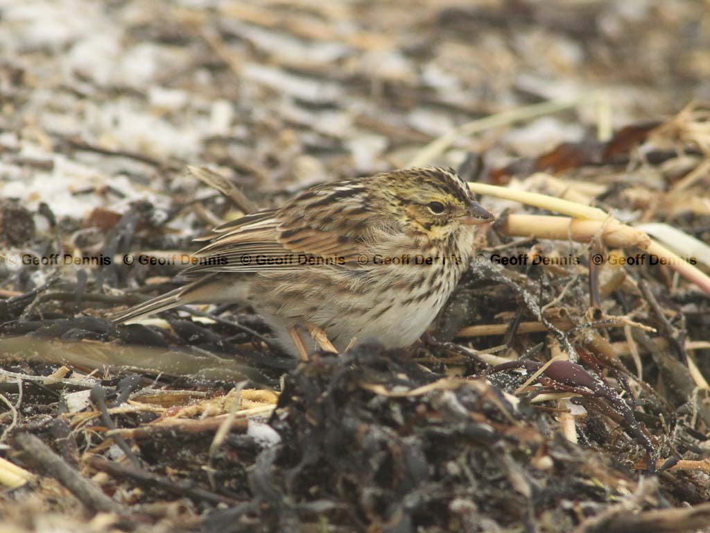 SASP-AS_Savannah-Sparrow