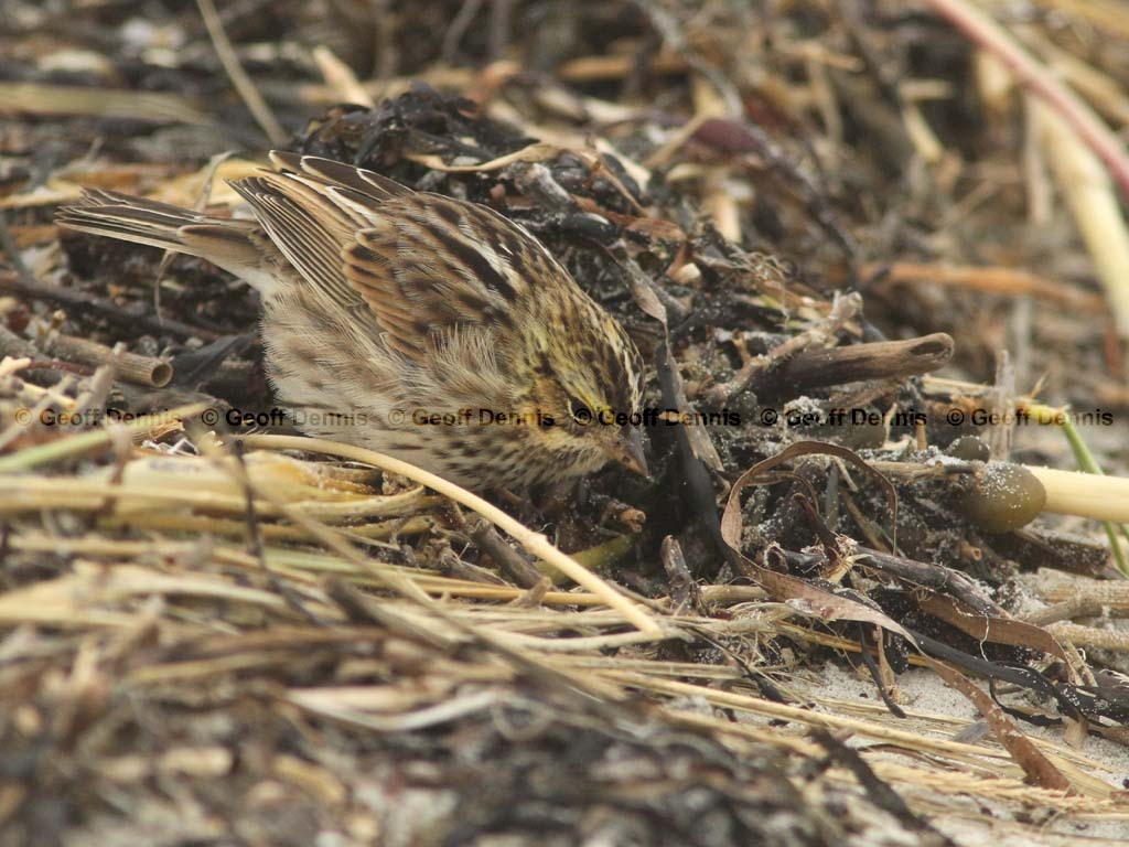 SASP-AT_Savannah-Sparrow