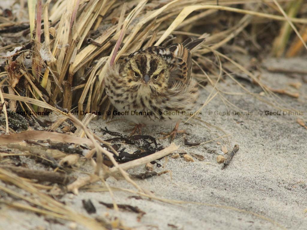 SASP-AU_Savannah-Sparrow