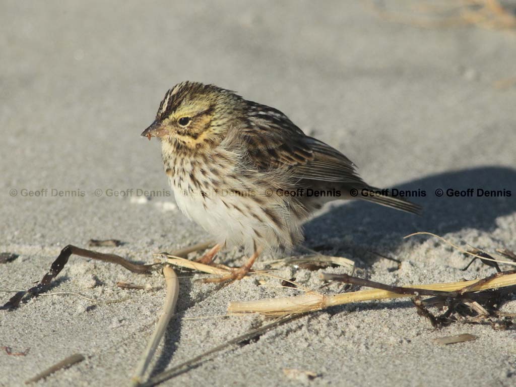 SASP-AV_Savannah-Sparrow