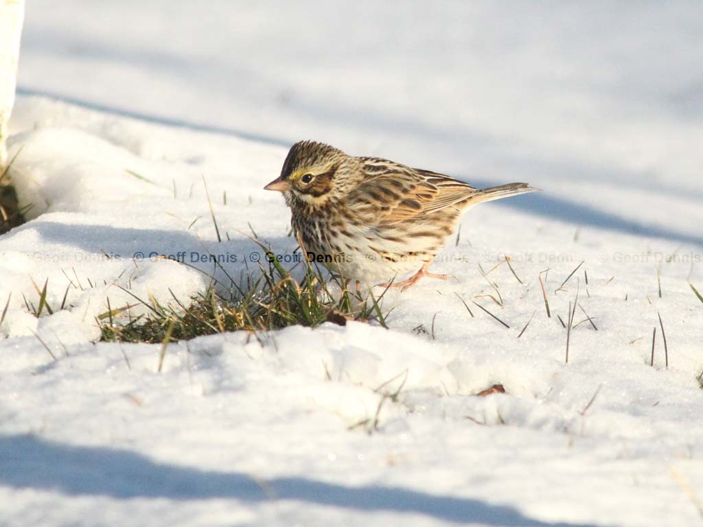 SASP-AW_Savannah-Sparrow