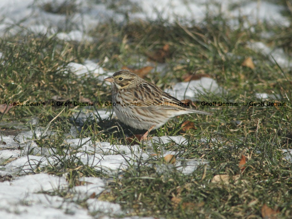 SASP-AX_Savannah-Sparrow