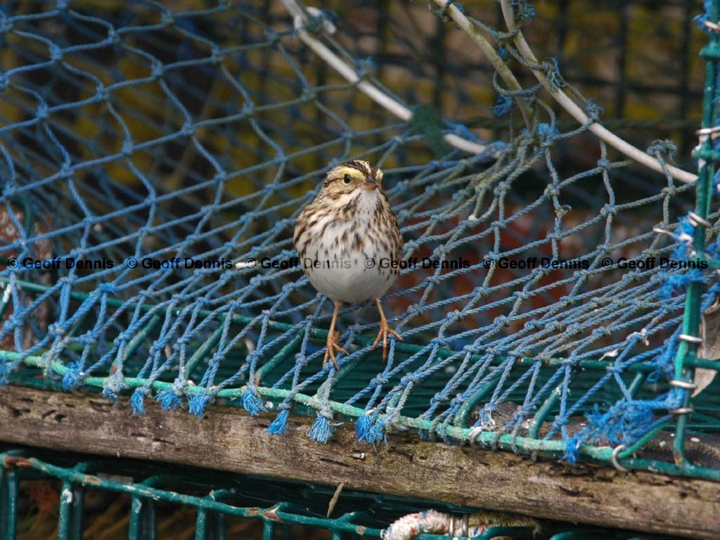 SASP-AY_Savannah-Sparrow
