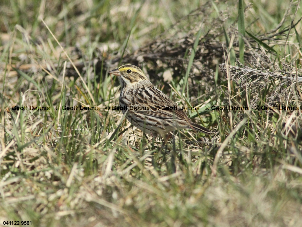 SASP-AZ_Savannah-Sparrow