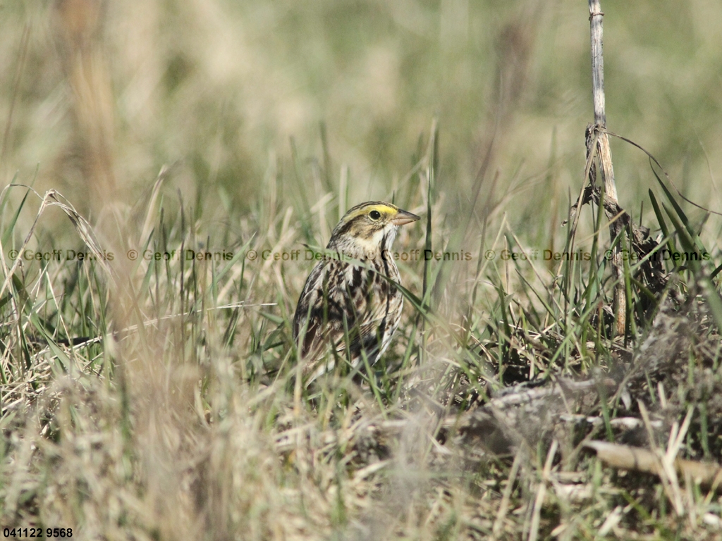 SASP-BA_Savannah-Sparrow