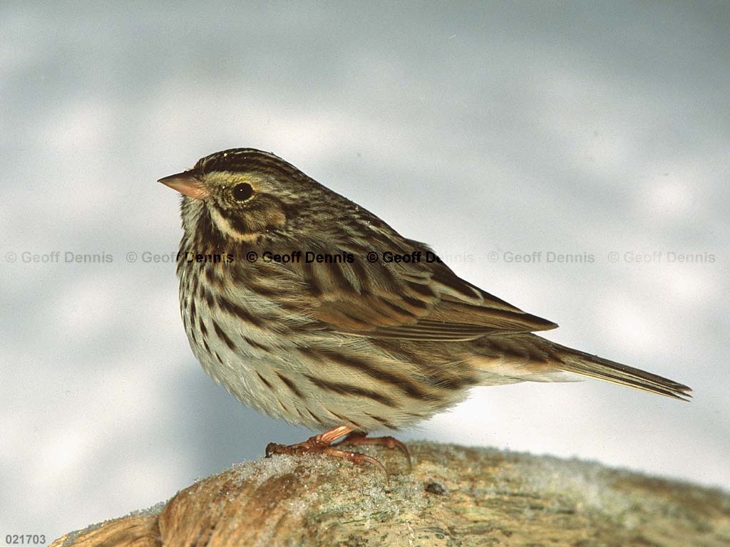 SASP-BC_Savannah-Sparrow