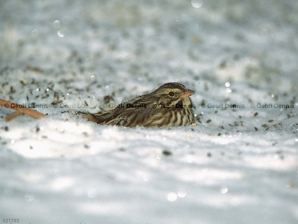 SASP-BD_Savannah-Sparrow