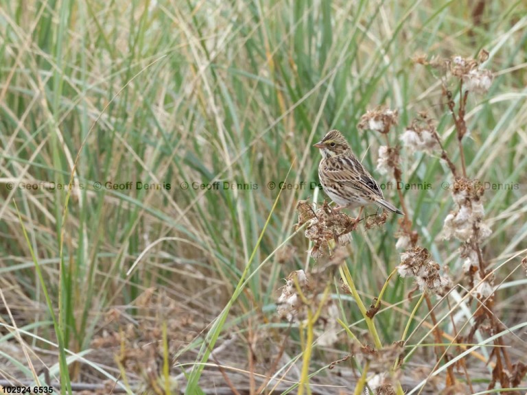 SASP-BF_Savannah-Sparrow