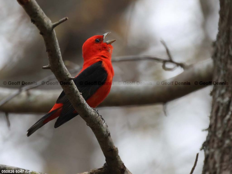 1_SCTA-CT_Scarlet-Tanager