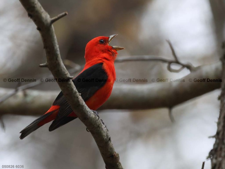 1_SCTA-CU_Scarlet-Tanager