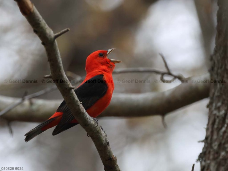 1_SCTA-CV_Scarlet-Tanager