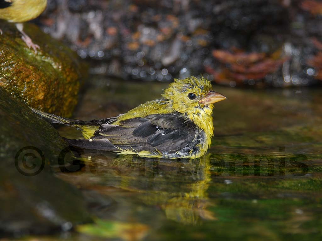 SCTA-AA_Scarlet-Tanager