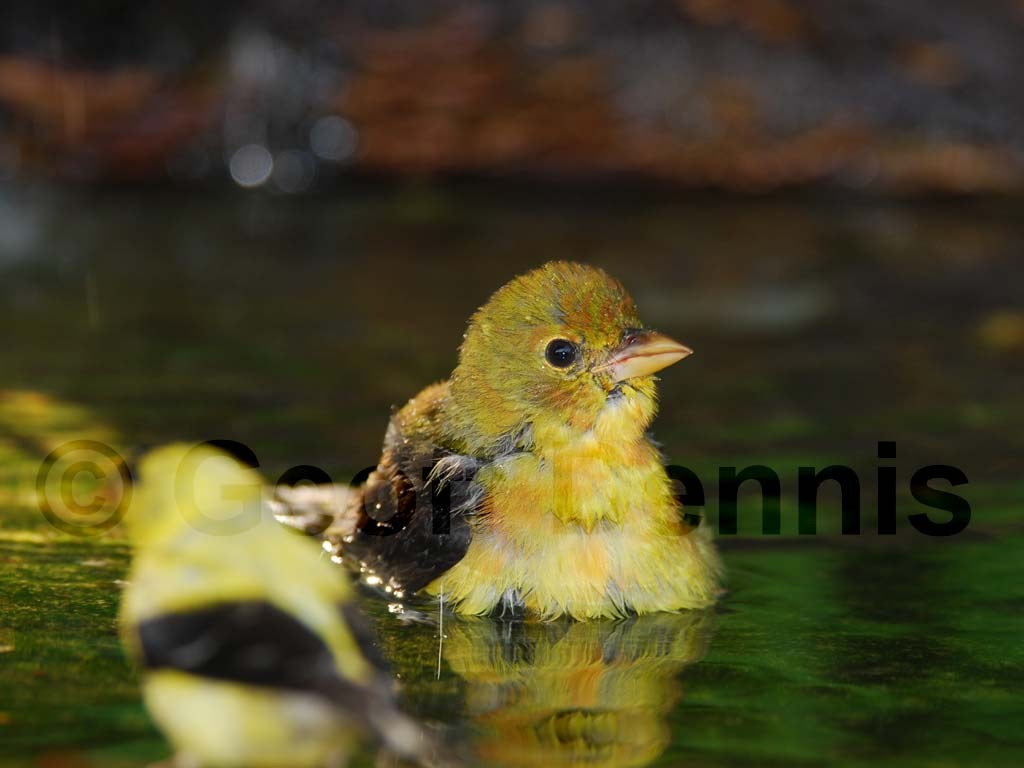 SCTA-AB_Scarlet-Tanager