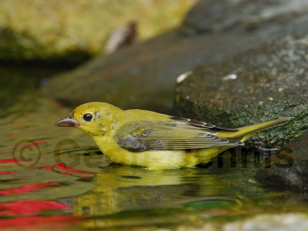 SCTA-AC_Scarlet-Tanager
