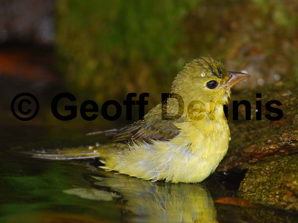 SCTA-AD_Scarlet-Tanager