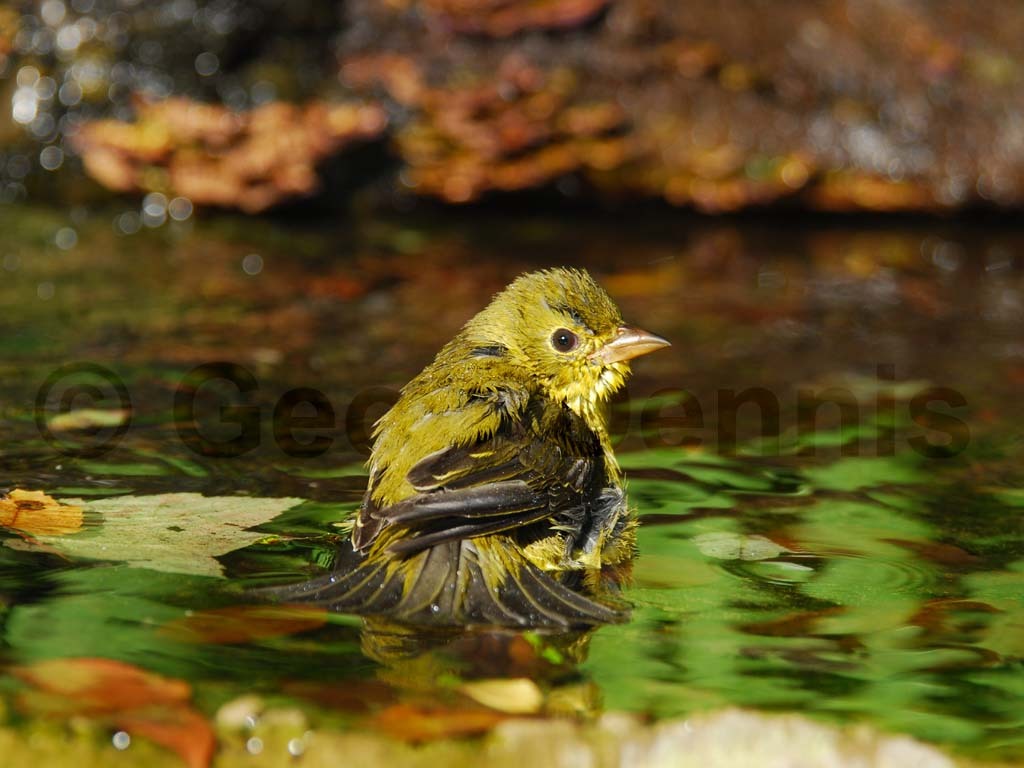 SCTA-AE_Scarlet-Tanager