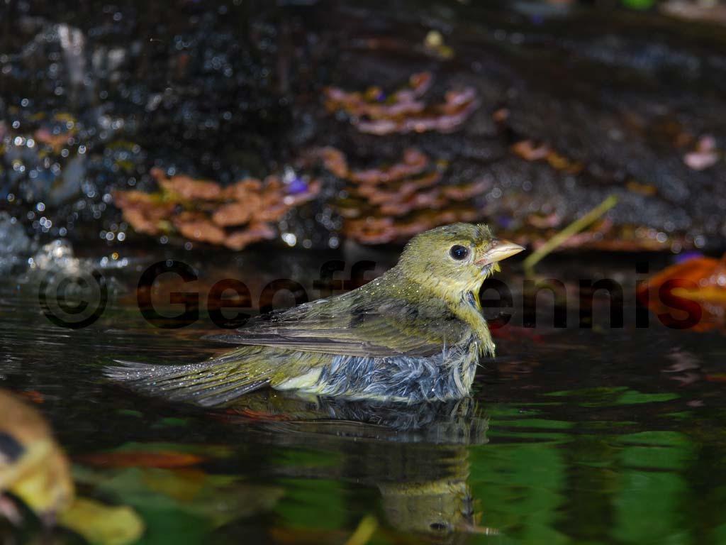 SCTA-AF_Scarlet-Tanager