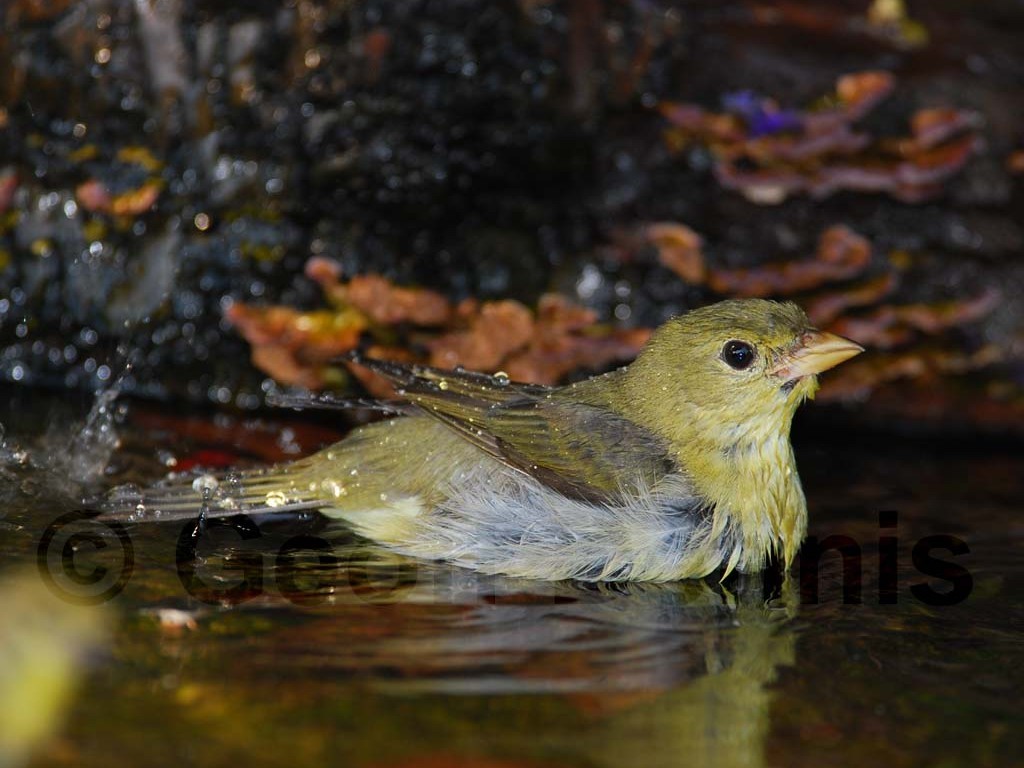 SCTA-AG_Scarlet-Tanager