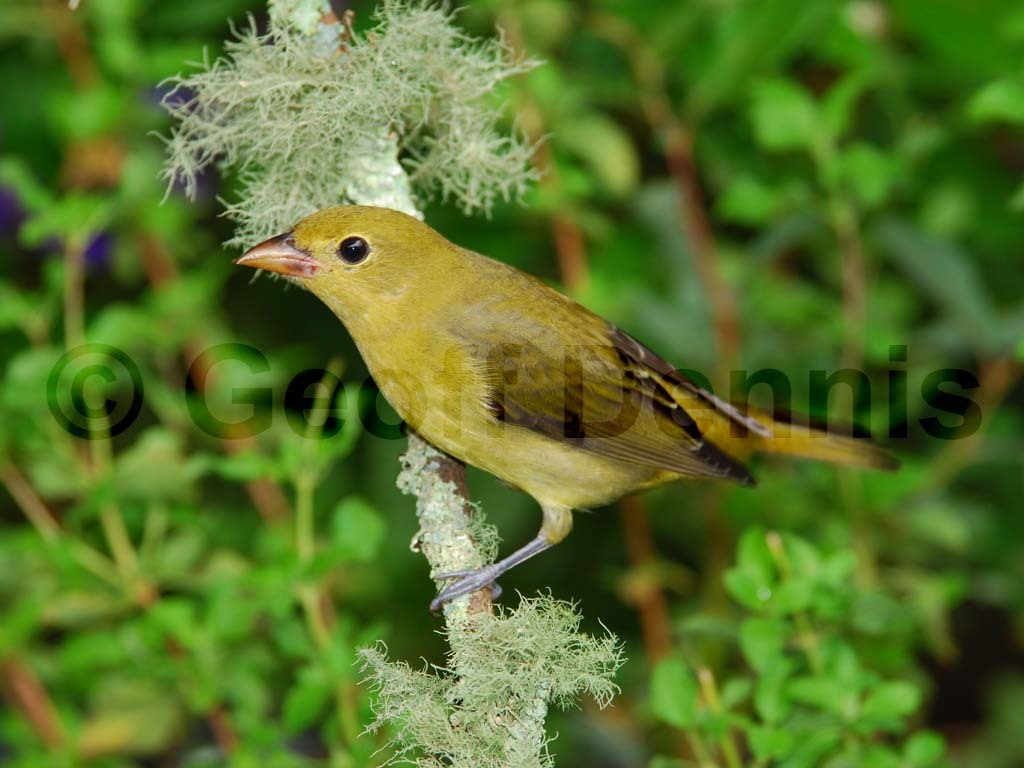 SCTA-AH_Scarlet-Tanager
