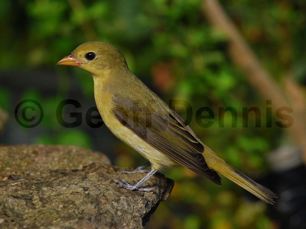 SCTA-AI_Scarlet-Tanager