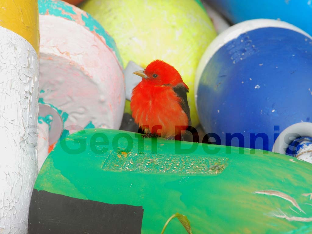 SCTA-AK_Scarlet-Tanager