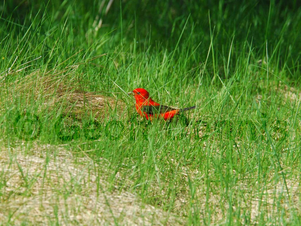 SCTA-AL_Scarlet-Tanager