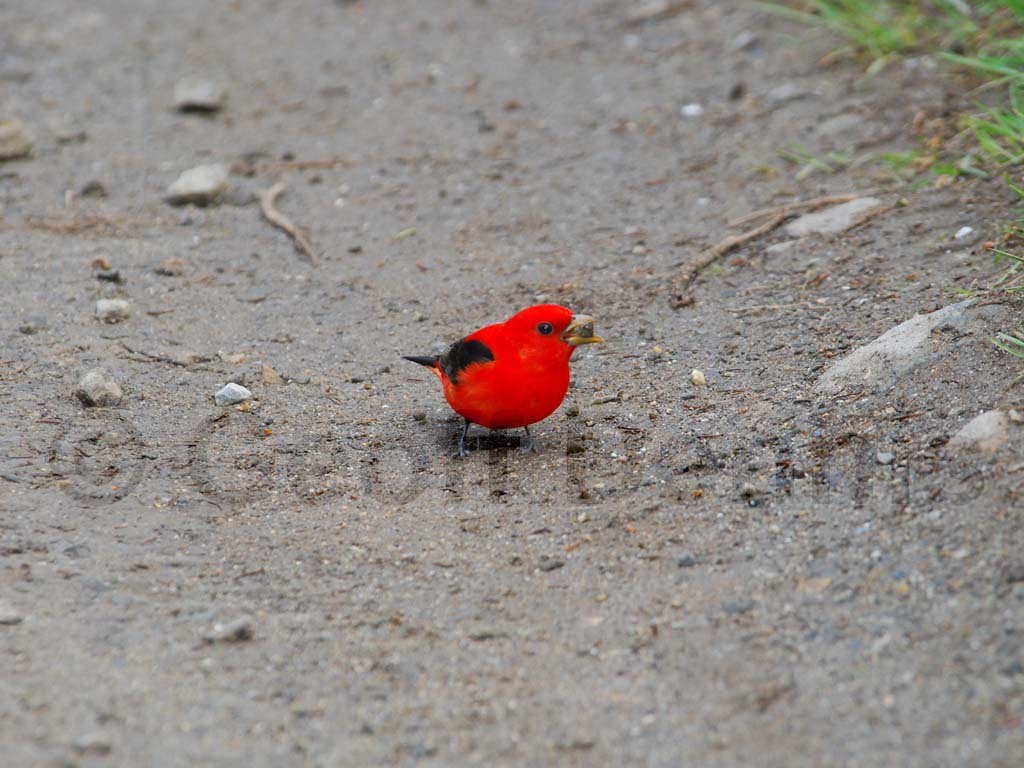 SCTA-AM_Scarlet-Tanager