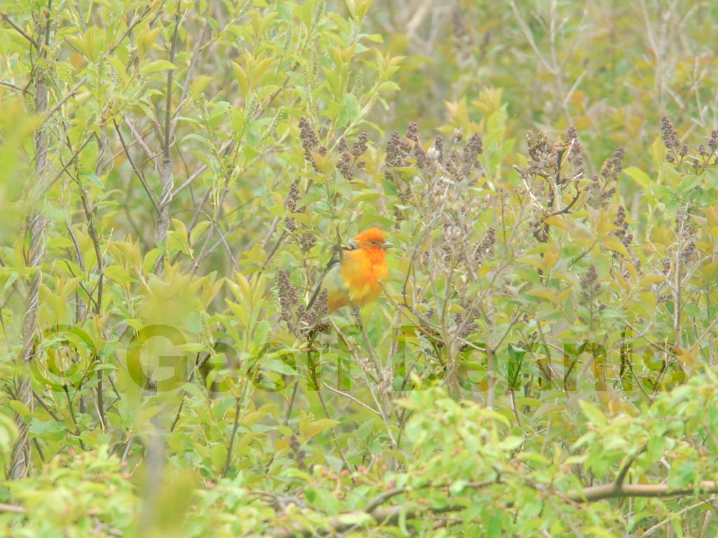 SCTA-AN_Scarlet-Tanager