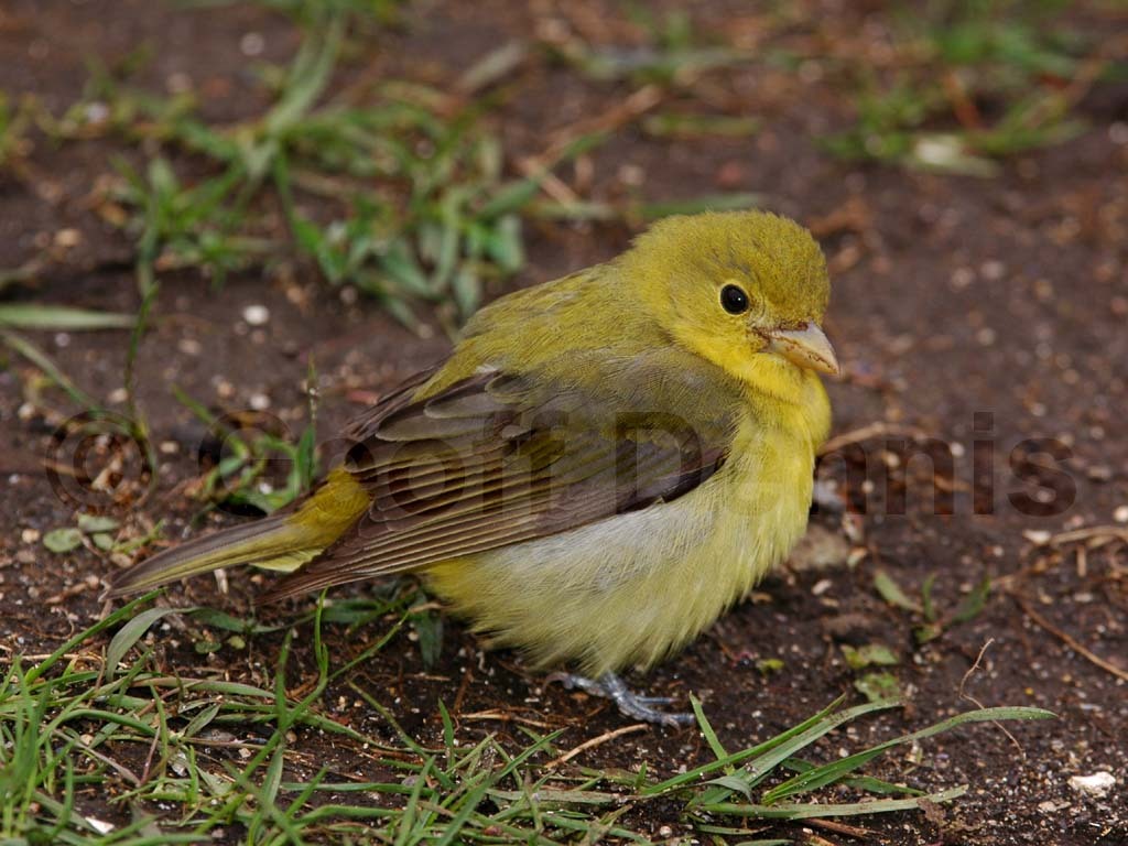 SCTA-AO_Scarlet-Tanager