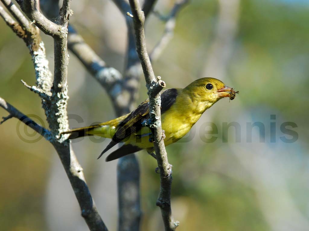 SCTA-AP_Scarlet-Tanager