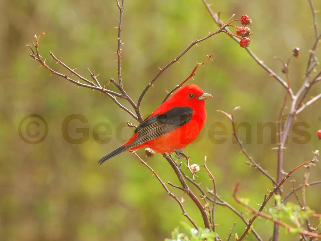 SCTA-AQ_Scarlet-Tanager