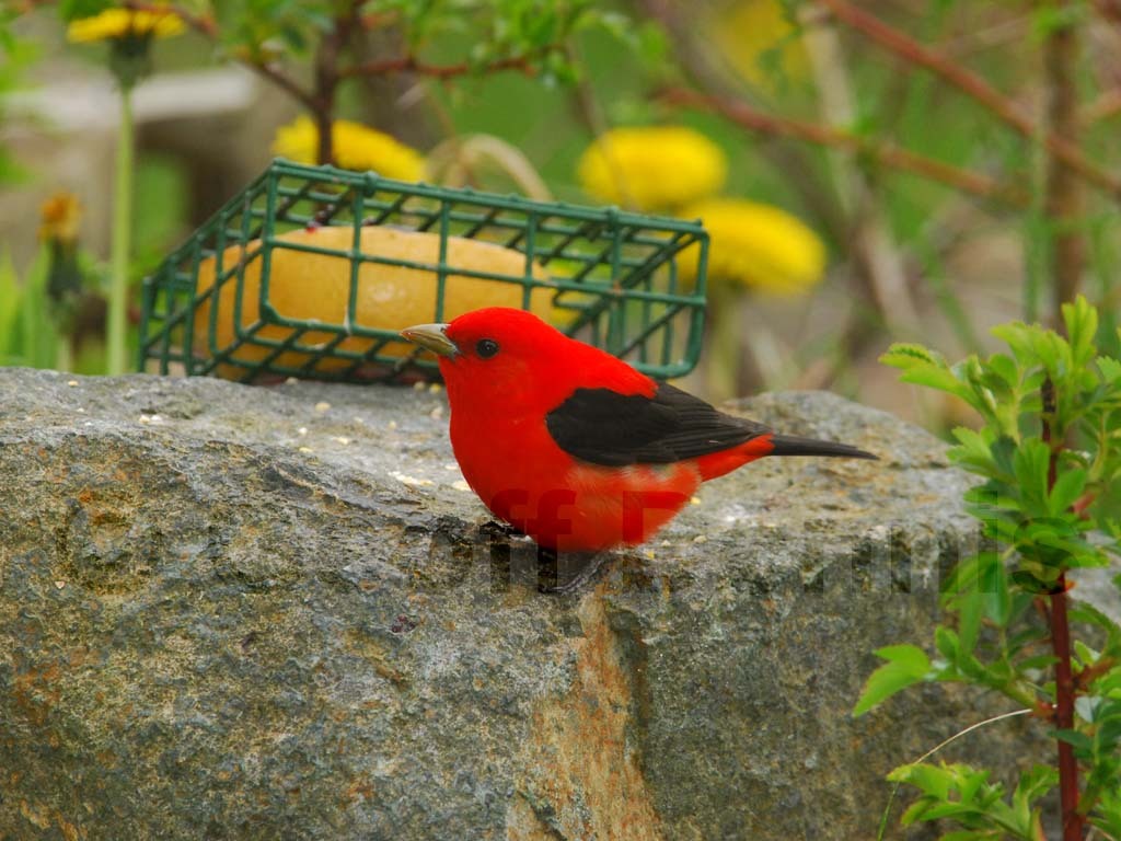 SCTA-AR_Scarlet-Tanager