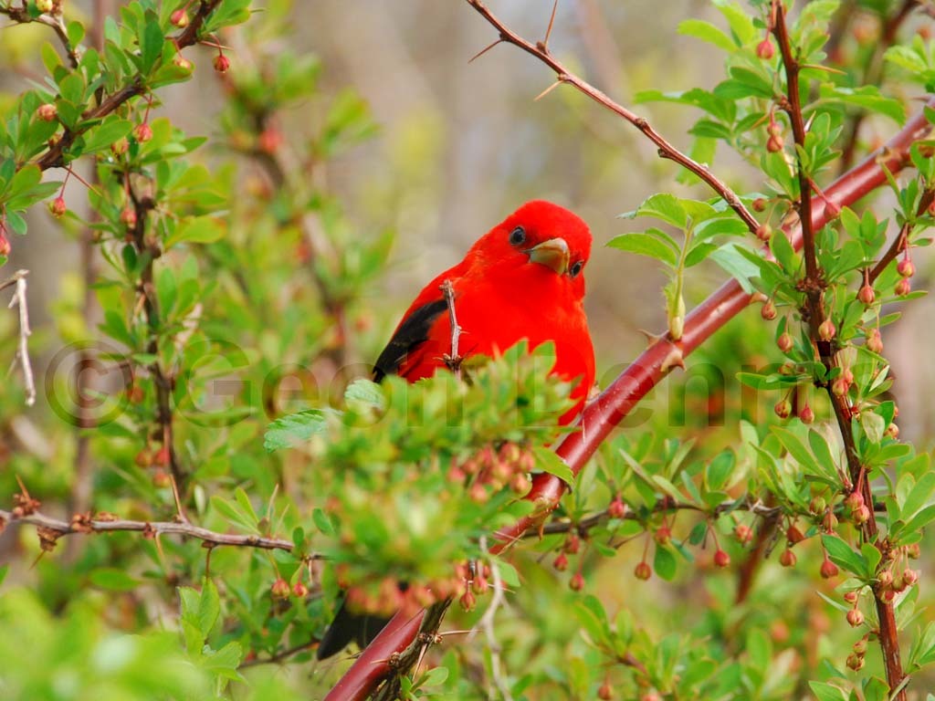 SCTA-AS_Scarlet-Tanager