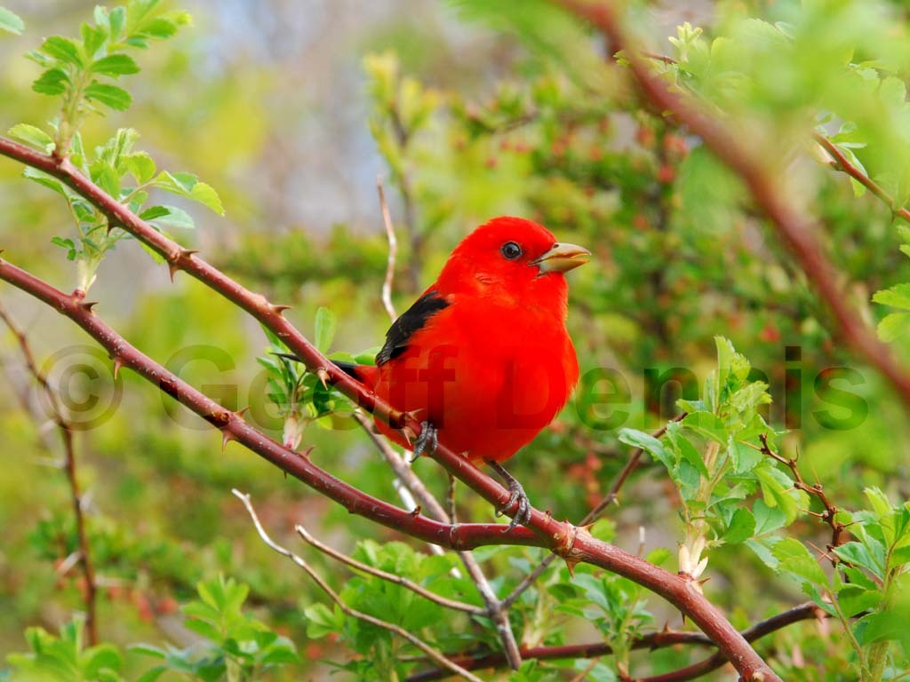 SCTA-AT_Scarlet-Tanager