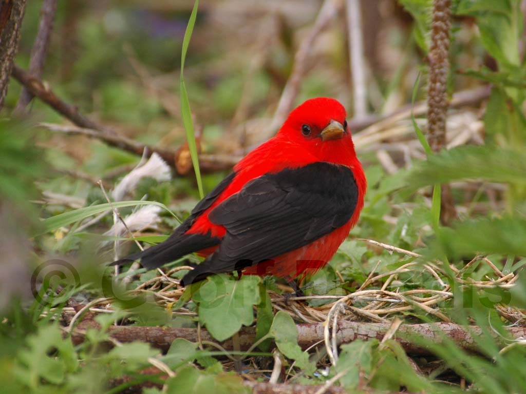 SCTA-AU_Scarlet-Tanager