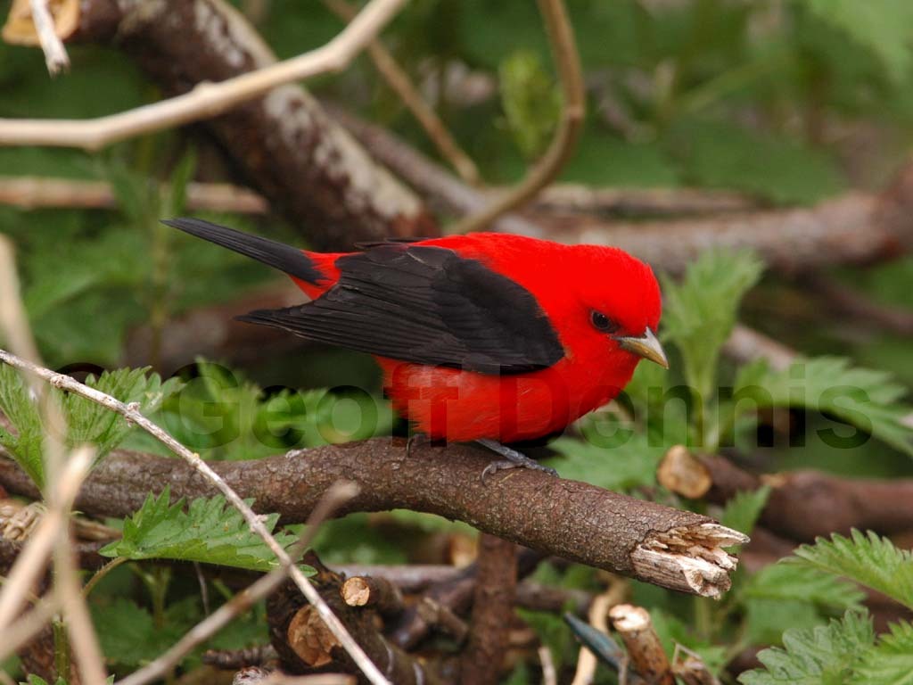 SCTA-AV_Scarlet-Tanager