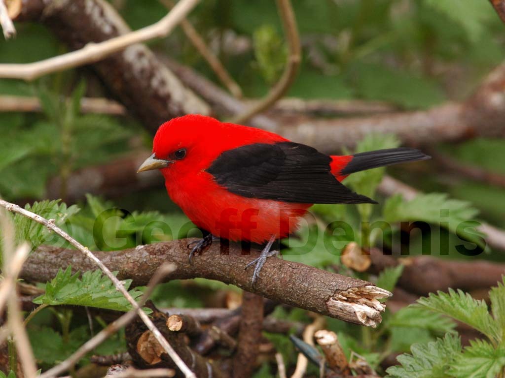 SCTA-AW_Scarlet-Tanager