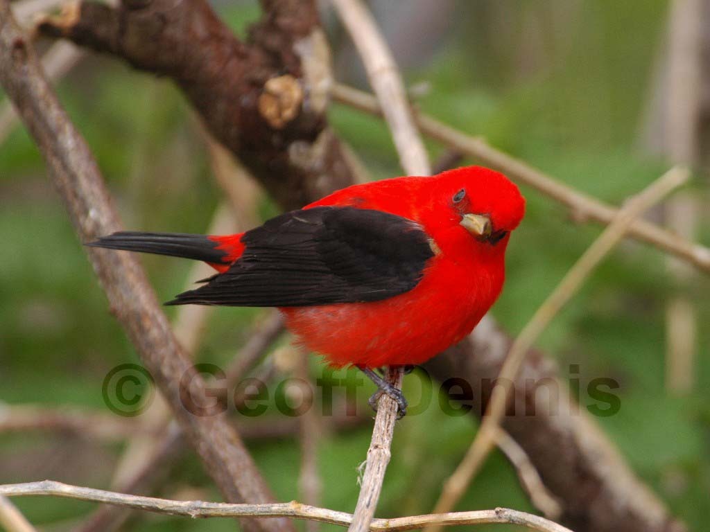 SCTA-AX_Scarlet-Tanager