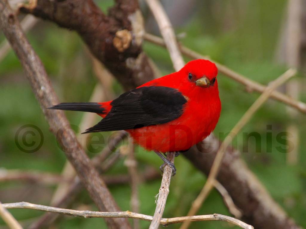 SCTA-AY_Scarlet-Tanager